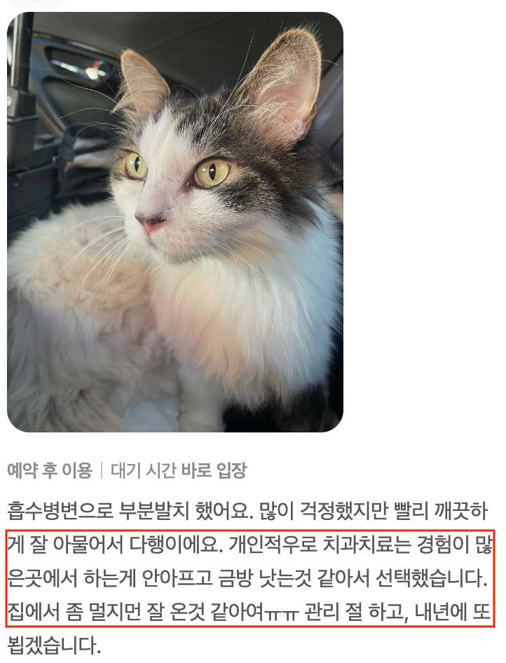노령묘 맞춤 마취 계획 수립