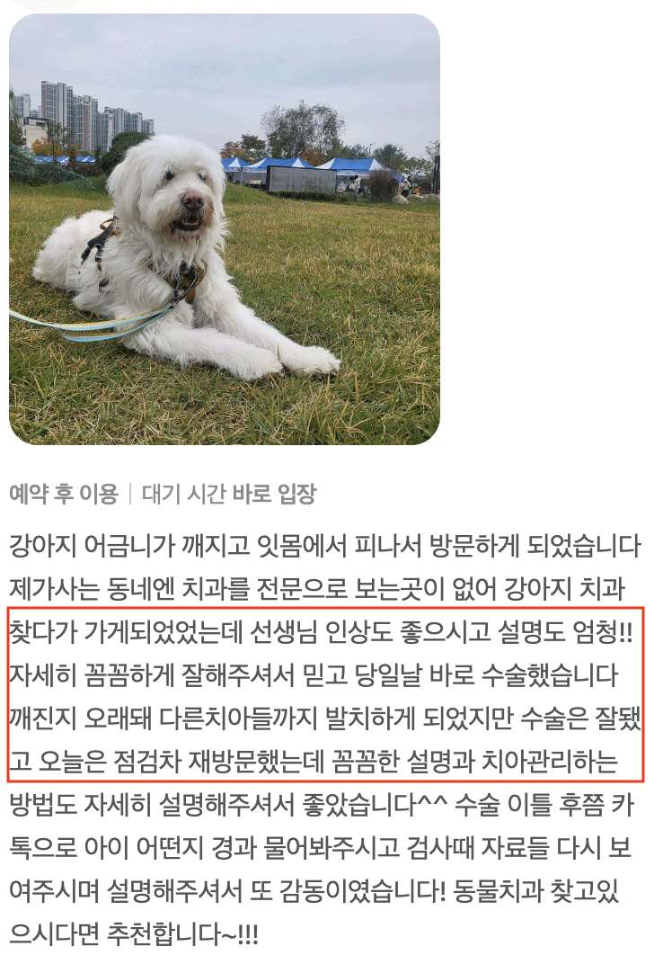 노령견도 안전한 마취 프로토콜로 케어합니다