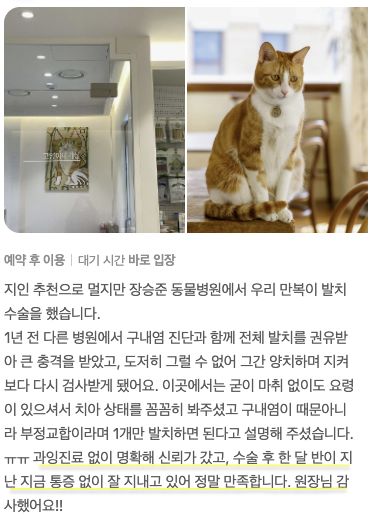 발치 수술을 받은 고양이 보호자님의 후기