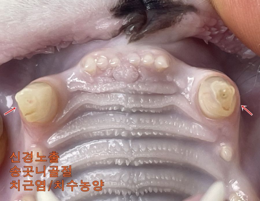 위 송곳니가 부러져 신경이 드러난 고양이. 이미 치수염이 진행되어 발치했습니다.