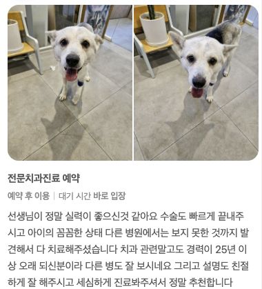 치과 수술을 받은 강아지 보호자님의 후기