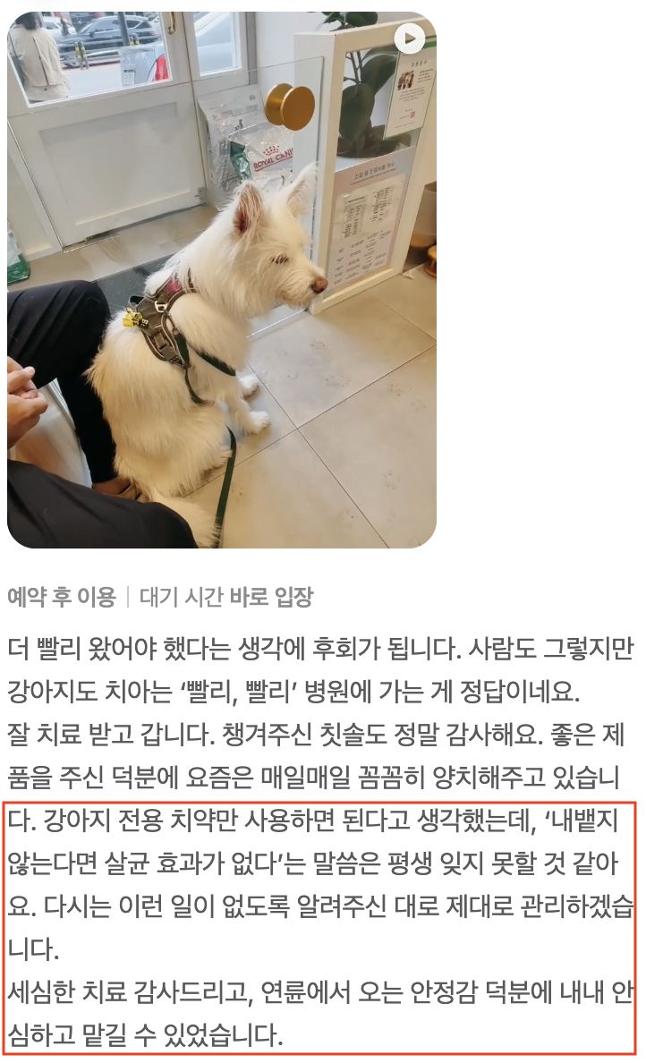 치과 치료를 받은 강아지 보호자님의 후기