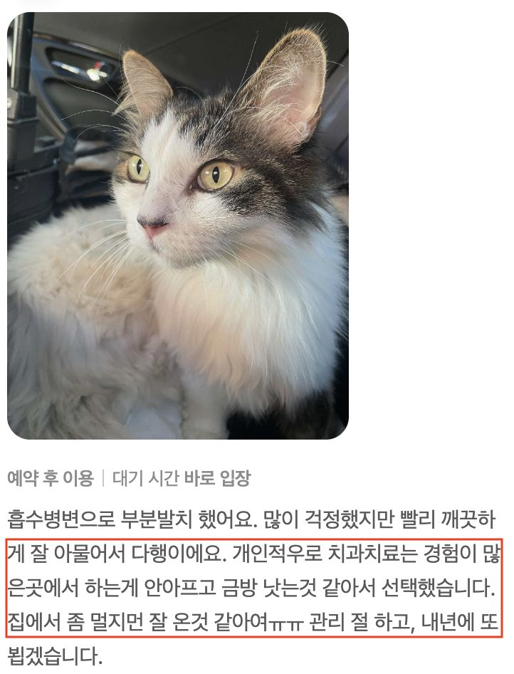 흡수성 병변으로 부분 발치를 받은 고양이 보호자님의 후기