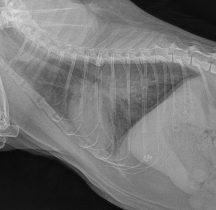 호흡기 상태 확인을 위한 흉부 X-ray(옆에서 촬영)