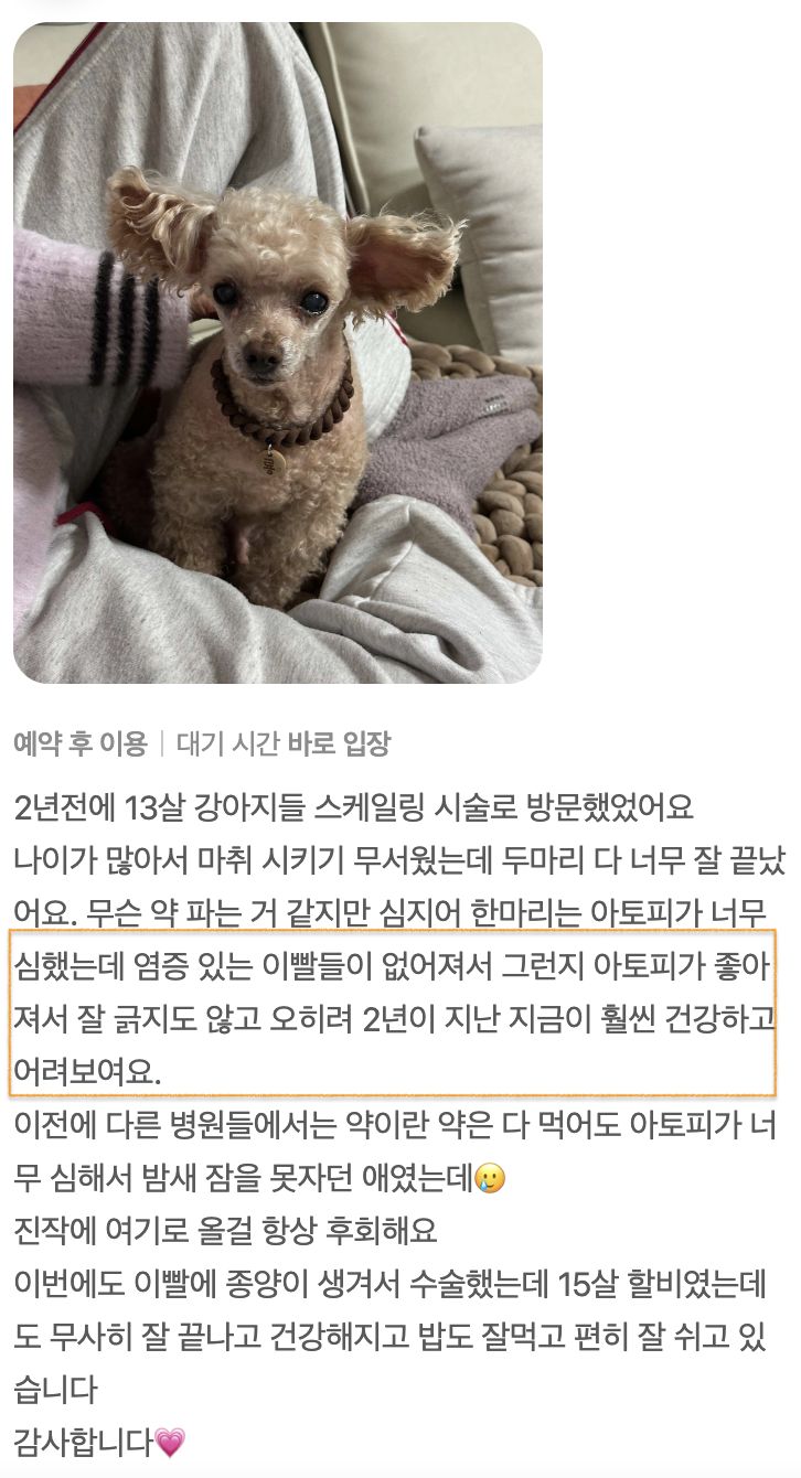 노령견 스케일링과 치아 종양 수술을 받은 강아지 보호자님의 후기