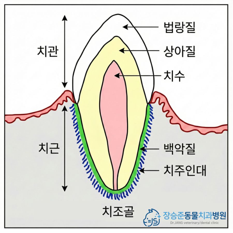 치아의 구조. 잇몸 위로 보이는 부분이 치관, 잇몸뼈 속에 묻힌 부분이 치근입니다.