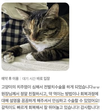 치주염으로 전발치 수술을 받은 고양이 보호자님의 후기