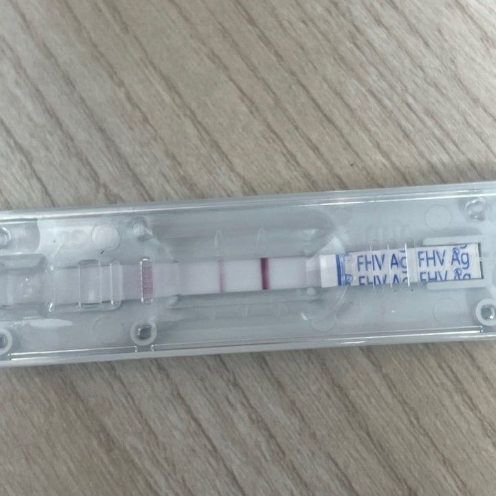 달래가 받은 바이러스 항원 검사 키트