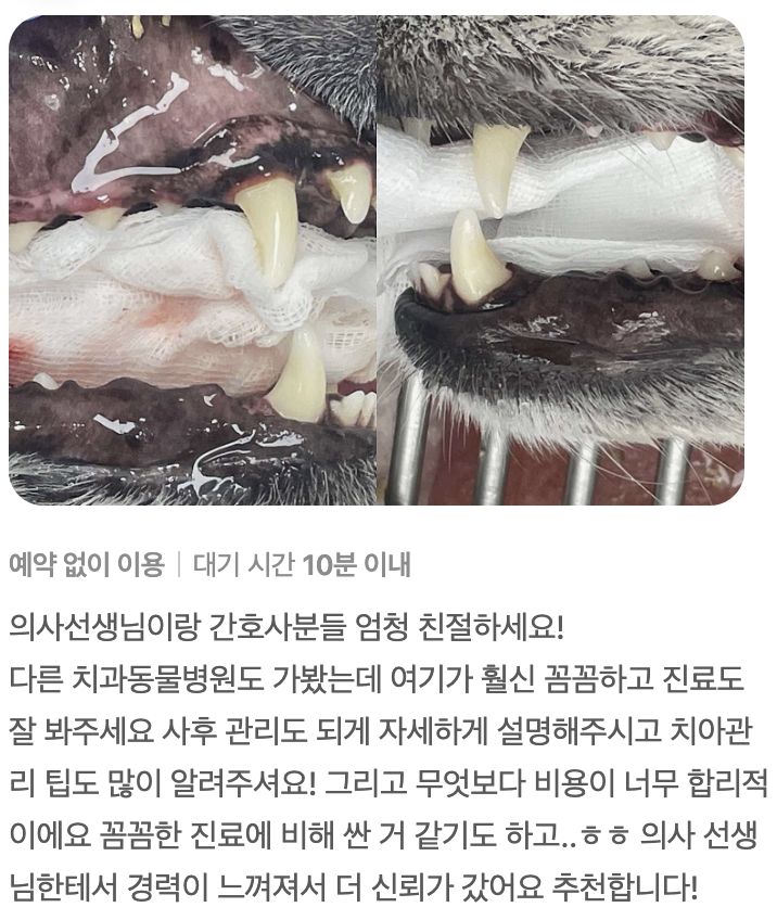 치과 진료를 받은 강아지 보호자님의 후기