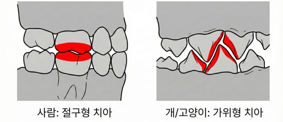 사람의 절구형 치아와 개·고양이의 가위형 치아를 비교한 그림입니다.