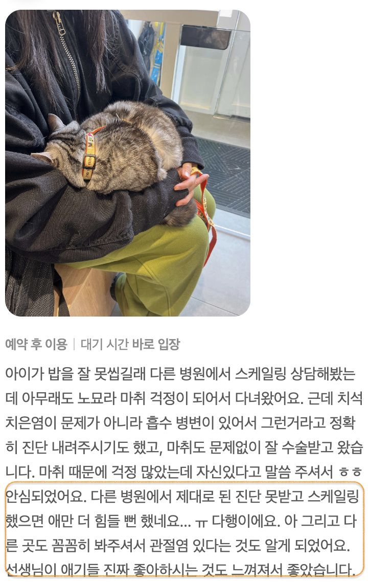 흡수성 병변 수술을 받은 고양이 보호자님의 후기