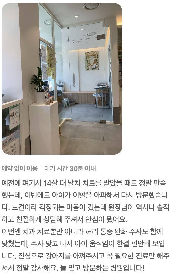 노령견 치과 치료를 받은 보호자님의 후기