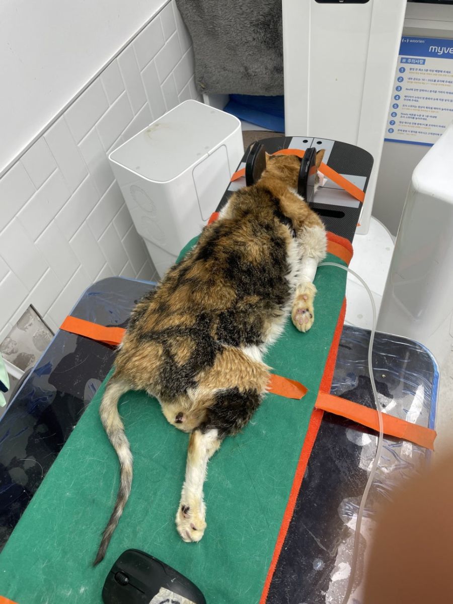 전신마취 상태에서 검사대 위에 자세를 잡은 고양이