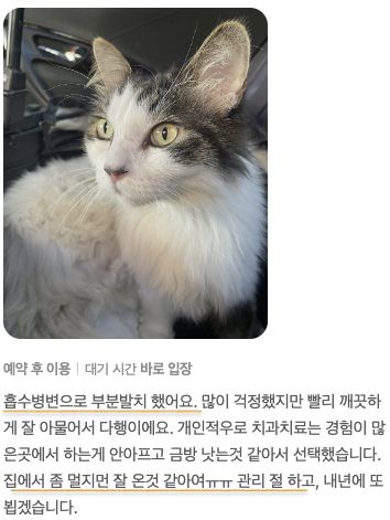 흡수 병변으로 부분 발치를 받은 고양이 보호자님의 후기