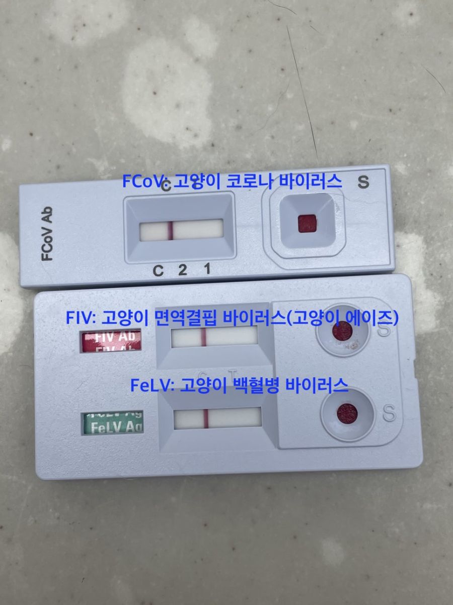 함께 진행한 고양이 코로나·면역결핍·백혈병 바이러스 키트 검사