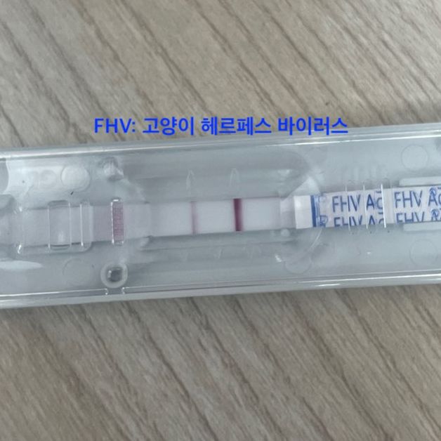 고양이 헤르페스 바이러스(FHV) 키트 검사