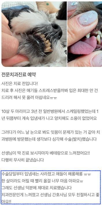 치주 질환으로 발치 치료를 받은 강아지 보호자님의 후기