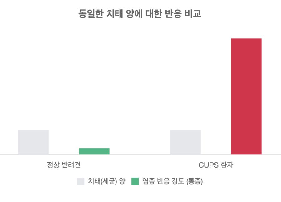 같은 양의 치태에도 CUPS 환자는 정상 반려견보다 염증 반응이 훨씬 크게 나타납니다.