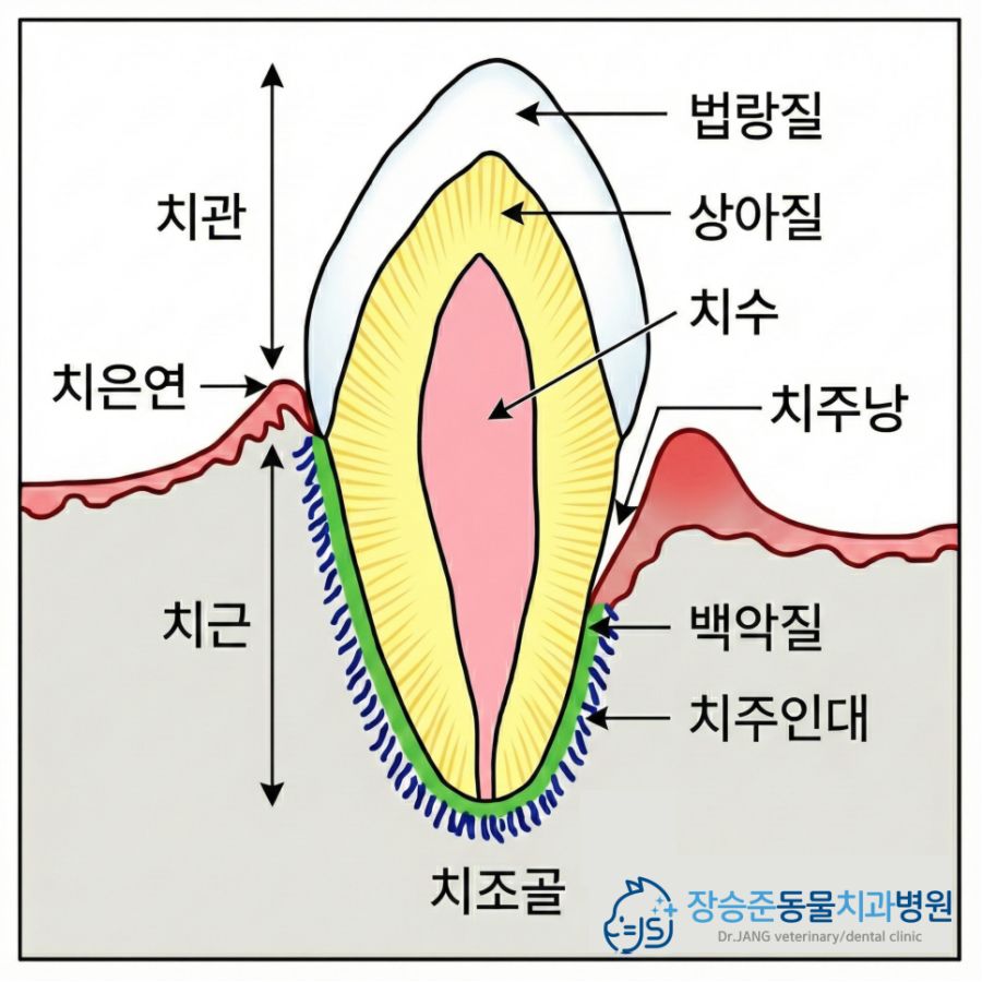 치관, 치근, 치주낭, 치조골 등 치아 구조를 나타낸 그림
