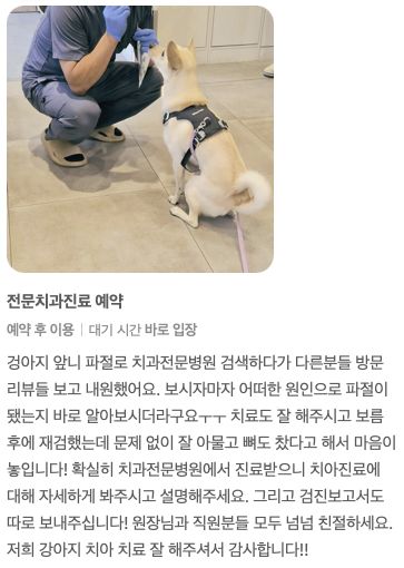 앞니 파절 치료를 받은 강아지 보호자님의 후기