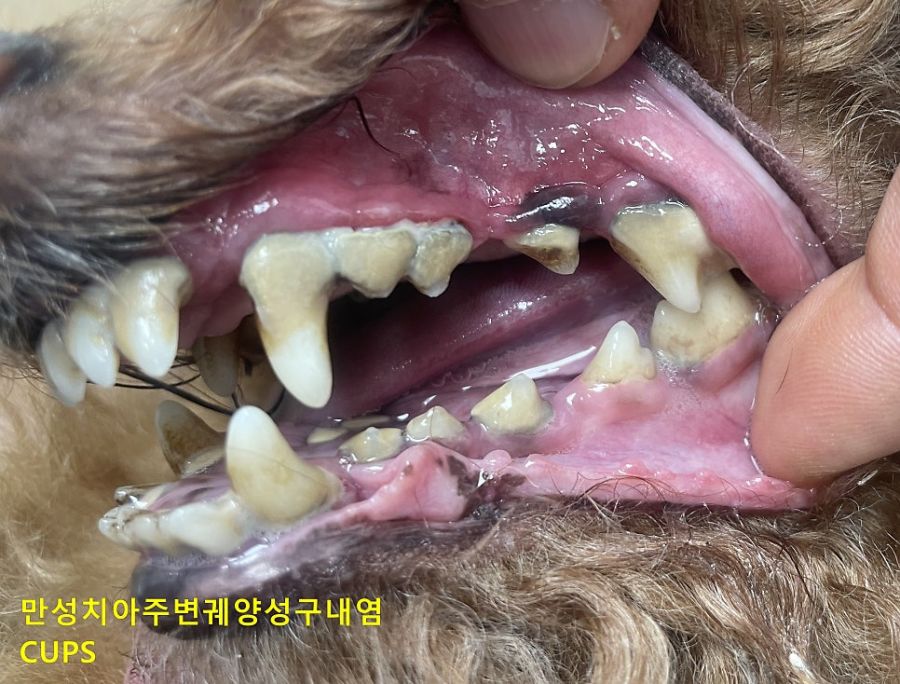치석이 많이 쌓이고 치아 주변 점막이 붉게 부어 있는 보리의 입 안